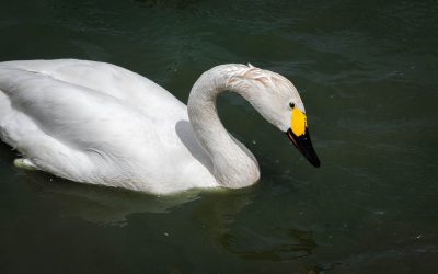 Swans Annual Visitors