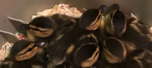 Baby Ducks link