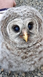 Barred Owl Baby