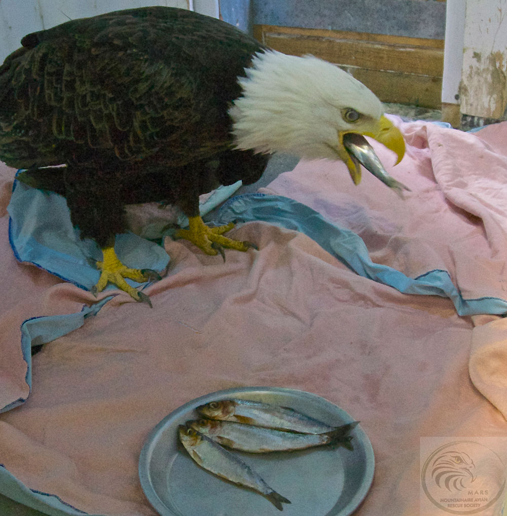 Eagle Eating Herring