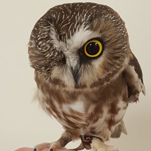 Sawyer Saw-whet Owl