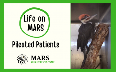 VIDEO: Life on MARS–Pileated Patients