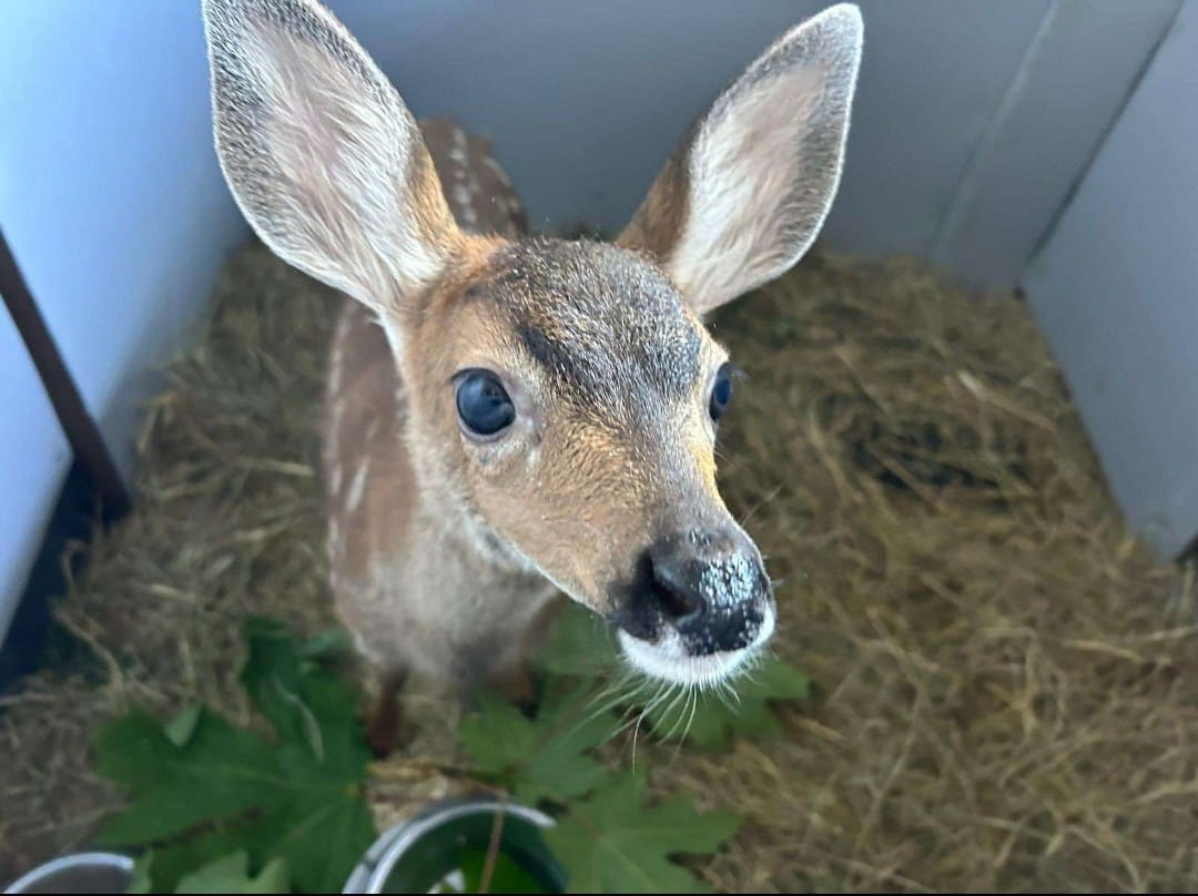 Fawn patient in our new ICU